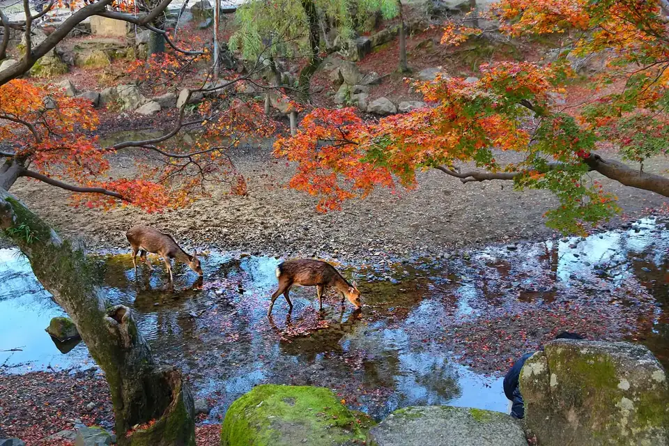 奈良公園紅葉下的鹿