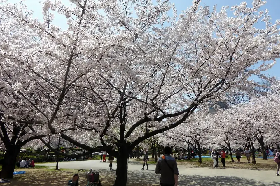 大阪城公園的櫻花